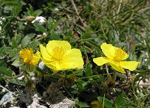 Helianthemum nummularium (Cistaceae)  - Hélianthème nummulaire, Hélianthème jaune, Hélianthème commun - Common Rock-rose Kent [Royaume-Uni] 20/07/2005 - 110m