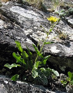 Hieracium phlomoides (Asteraceae)  - Épervière fausse phlomide, Épervière faux phlomis Hautes-Pyrenees [France] 12/07/2005 - 1890m