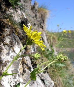 Hieracium phlomoides (Asteraceae)  - Épervière fausse phlomide, Épervière faux phlomis Hautes-Pyrenees [France] 12/07/2005 - 1890m