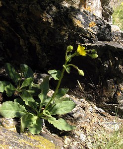 Hieracium phlomoides (Asteraceae)  - Épervière fausse phlomide, Épervière faux phlomis Hautes-Pyrenees [France] 12/07/2005 - 1890m