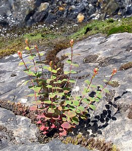 Hypericum nummularium (Hypericaceae)  - Millepertuis nummulaire, Millepertuis en forme de pièce de monnaie - Round-leaved St John's-wort Hautes-Pyrenees [France] 10/07/2005 - 1290m