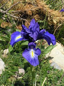 Iris latifolia (Iridaceae)  - Iris à feuilles larges, Iris xiphioïde - English Iris Sobrarbe [Espagne] 09/07/2005 - 1640m