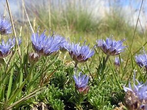 Jasione crispa (Campanulaceae)  - Jasione crépue, Jasione humble Haute-Ribagorce [Espagne] 09/07/2005 - 2040m