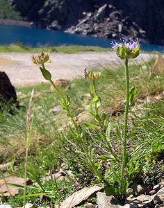 Jasione montana (Campanulaceae)  - Jasione des montagnes, Herbe à midi - Sheep's-bit Ariege [France] 05/07/2005 - 1630m