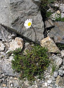 Leucanthemopsis alpina (Asteraceae)  - Marguerite des Alpes, Leucanthémopsis des Alpes, Fausse marguerite des Alpes Hautes-Pyrenees [France] 10/07/2005 - 2200m