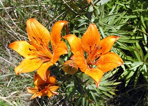 Lilium bulbiferum var. croceum (Liliaceae)  - Lis safrané, Lis faux safran Hautes-Pyrenees [France] 12/07/2005 - 1150m