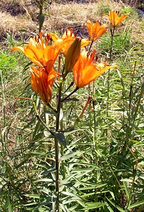 Lilium bulbiferum var. croceum (Liliaceae)  - Lis safrané, Lis faux safran Hautes-Pyrenees [France] 12/07/2005 - 1150m