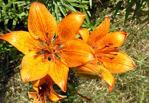 Lilium bulbiferum var. croceum (Liliaceae)  - Lis safrané, Lis faux safran Hautes-Pyrenees [France] 12/07/2005 - 1150m