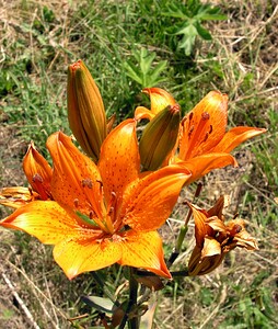 Lilium bulbiferum var. croceum (Liliaceae)  - Lis safrané, Lis faux safran Hautes-Pyrenees [France] 12/07/2005 - 1150m