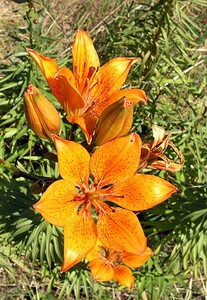 Lilium bulbiferum var. croceum (Liliaceae)  - Lis safrané, Lis faux safran Hautes-Pyrenees [France] 12/07/2005 - 1150m