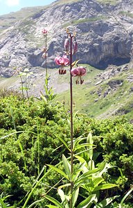 Lilium martagon (Liliaceae)  - Lis martagon, Lis de Catherine - Martagon Lily Hautes-Pyrenees [France] 11/07/2005 - 1890m