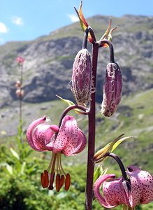 Lilium martagon (Liliaceae)  - Lis martagon, Lis de Catherine - Martagon Lily Hautes-Pyrenees [France] 11/07/2005 - 1890m