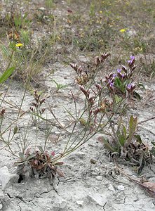Limonium binervosum (Plumbaginaceae)  - Limonium à deux nervures, Statice de Salmon, Statice de l'Ouest - Rock Sea-lavender Kent [Royaume-Uni] 21/07/2005 - 10m