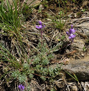 Linaria alpina (Plantaginaceae)  - Linaire des Alpes Ariege [France] 06/07/2005 - 1640mici la forme enti?rement bleue (sans tache jaune orang?) survenant en particulier sur les terrains siliceux