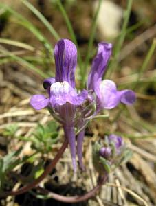 Linaria alpina (Plantaginaceae)  - Linaire des Alpes Ariege [France] 06/07/2005 - 1640mici la forme enti?rement bleue (sans tache jaune orang?) survenant en particulier sur les terrains siliceux