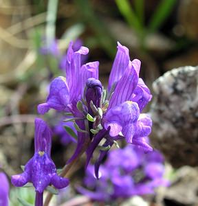 Linaria alpina (Plantaginaceae)  - Linaire des Alpes Hautes-Pyrenees [France] 10/07/2005 - 2200mici la forme enti?rement bleue (sans tache jaune orang?) survenant en particulier sur les terrains siliceux