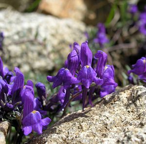 Linaria alpina (Plantaginaceae)  - Linaire des Alpes Hautes-Pyrenees [France] 10/07/2005 - 2200mici la forme enti?rement bleue (sans tache jaune orang?) survenant en particulier sur les terrains siliceux