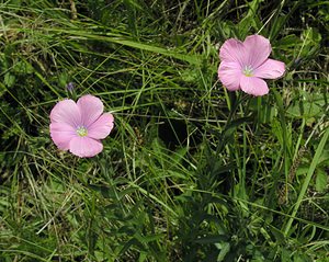 Linum viscosum (Linaceae)  - Lin visqueux Ribagorce [Espagne] 09/07/2005 - 1330m