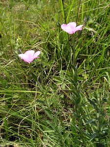 Linum viscosum (Linaceae)  - Lin visqueux Ribagorce [Espagne] 09/07/2005 - 1330m