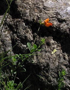 Lotus corniculatus subsp. alpinus (Fabaceae)  - Lotier des Alpes Ariege [France] 06/07/2005 - 1640m