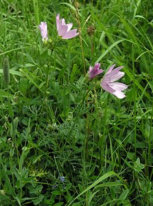 Malva moschata (Malvaceae)  - Mauve musquée - Musk-mallow Val-d'Aran [Espagne] 08/07/2005 - 1390m