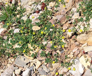 Medicago lupulina (Fabaceae)  - Luzerne lupuline, Minette - Black Medick Sobrarbe [Espagne] 09/07/2005 - 1640m