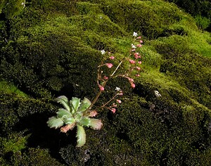 Micranthes clusii subsp. Clusii Saxifrage de l'écluse