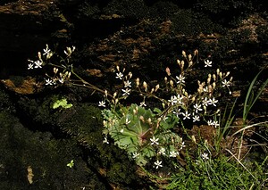 Micranthes clusii subsp. Clusii (Saxifragaceae)  - Saxifrage de l'écluse Ariege [France] 05/07/2005 - 1630m