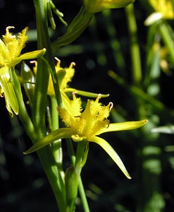 Narthecium ossifragum (Nartheciaceae)  - Narthèce ossifrage, Narthécie des marais, Ossifrage, Brise-os - Bog Asphodel Ariege [France] 05/07/2005 - 1630m