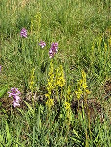 Narthecium ossifragum (Nartheciaceae)  - Narthèce ossifrage, Narthécie des marais, Ossifrage, Brise-os - Bog Asphodel Ariege [France] 05/07/2005 - 1630m