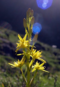 Narthecium ossifragum (Nartheciaceae)  - Narthèce ossifrage, Narthécie des marais, Ossifrage, Brise-os - Bog Asphodel Ariege [France] 05/07/2005 - 1630m