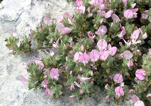 Ononis spinosa subsp. procurrens (Fabaceae)  - Bugrane étalée, Bugrane maritime - Common Restharrow Kent [Royaume-Uni] 21/07/2005 - 10m