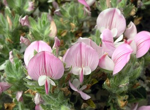 Ononis spinosa subsp. procurrens (Fabaceae)  - Bugrane étalée, Bugrane maritime - Common Restharrow Kent [Royaume-Uni] 21/07/2005 - 10m