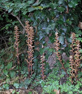 Orobanche hederae (Orobanchaceae)  - Orobanche du lierre - Ivy Broomrape Ariege [France] 05/07/2005 - 480m