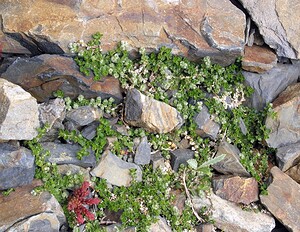 Paronychia  (Caryophyllaceae)  - Paronyque Hautes-Pyrenees [France] 10/07/2005 - 2200m