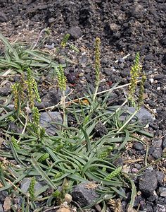 Plantago maritima (Plantaginaceae)  - Plantain maritime - Sea Plantain Ribagorce [Espagne] 09/07/2005 - 1330m