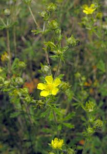 Potentilla argentea (Rosaceae)  - Potentille argentée - Hoary Cinquefoil Val-d'Aran [Espagne] 08/07/2005 - 1390m