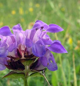 Prunella grandiflora (Lamiaceae)  - Brunelle à grandes fleurs - Large-flowered Selfheal Ribagorce [Espagne] 09/07/2005 - 1330m