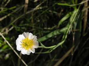 Ranunculus pyrenaeus (Ranunculaceae)  - Renoncule des Pyrénées Hautes-Pyrenees [France] 10/07/2005 - 2200m