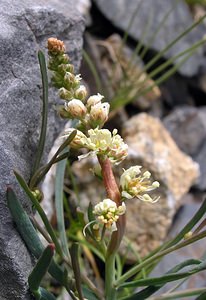 Reseda glauca (Resedaceae)  - Réséda glauque Hautes-Pyrenees [France] 10/07/2005 - 2200m