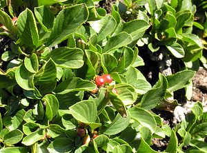 Rhamnus pumila (Rhamnaceae)  - Nerprun nain Hautes-Pyrenees [France] 11/07/2005 - 1600m