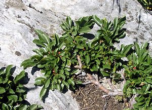 Rhamnus pumila (Rhamnaceae)  - Nerprun nain Hautes-Pyrenees [France] 11/07/2005 - 1600m