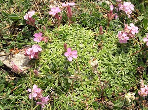 Saponaria caespitosa (Caryophyllaceae)  - Saponaire cespiteuse, Saponaire gazonnante, Saponaire en touffe Sobrarbe [Espagne] 09/07/2005 - 1640m