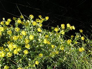 Saxifraga aizoides (Saxifragaceae)  - Saxifrage faux aizoon, Saxifrage cilié, Faux aizoon - Yellow Saxifrage Hautes-Pyrenees [France] 11/07/2005 - 1890m