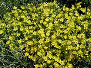 Saxifraga aizoides (Saxifragaceae)  - Saxifrage faux aizoon, Saxifrage cilié, Faux aizoon - Yellow Saxifrage Hautes-Pyrenees [France] 12/07/2005 - 1890m