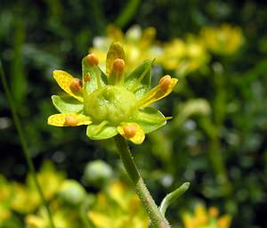 Saxifraga aizoides (Saxifragaceae)  - Saxifrage faux aizoon, Saxifrage cilié, Faux aizoon - Yellow Saxifrage Hautes-Pyrenees [France] 12/07/2005 - 1890m