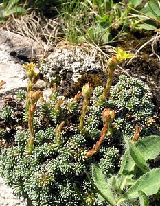 Saxifraga aretioides (Saxifragaceae)  - Saxifrage de Burser, Saxifrage de Vandelli Hautes-Pyrenees [France] 12/07/2005 - 1890m