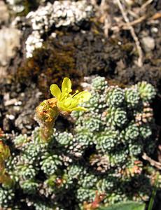 Saxifraga aretioides (Saxifragaceae)  - Saxifrage de Burser, Saxifrage de Vandelli Hautes-Pyrenees [France] 12/07/2005 - 1890m