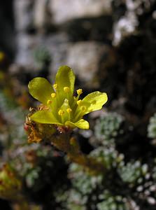 Saxifraga aretioides (Saxifragaceae)  - Saxifrage de Burser, Saxifrage de Vandelli Hautes-Pyrenees [France] 12/07/2005 - 1890m