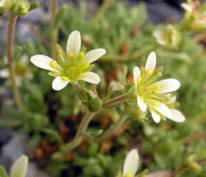 Saxifraga hariotii (Saxifragaceae)  - Saxifrage d'Hariot Hautes-Pyrenees [France] 10/07/2005 - 2200m